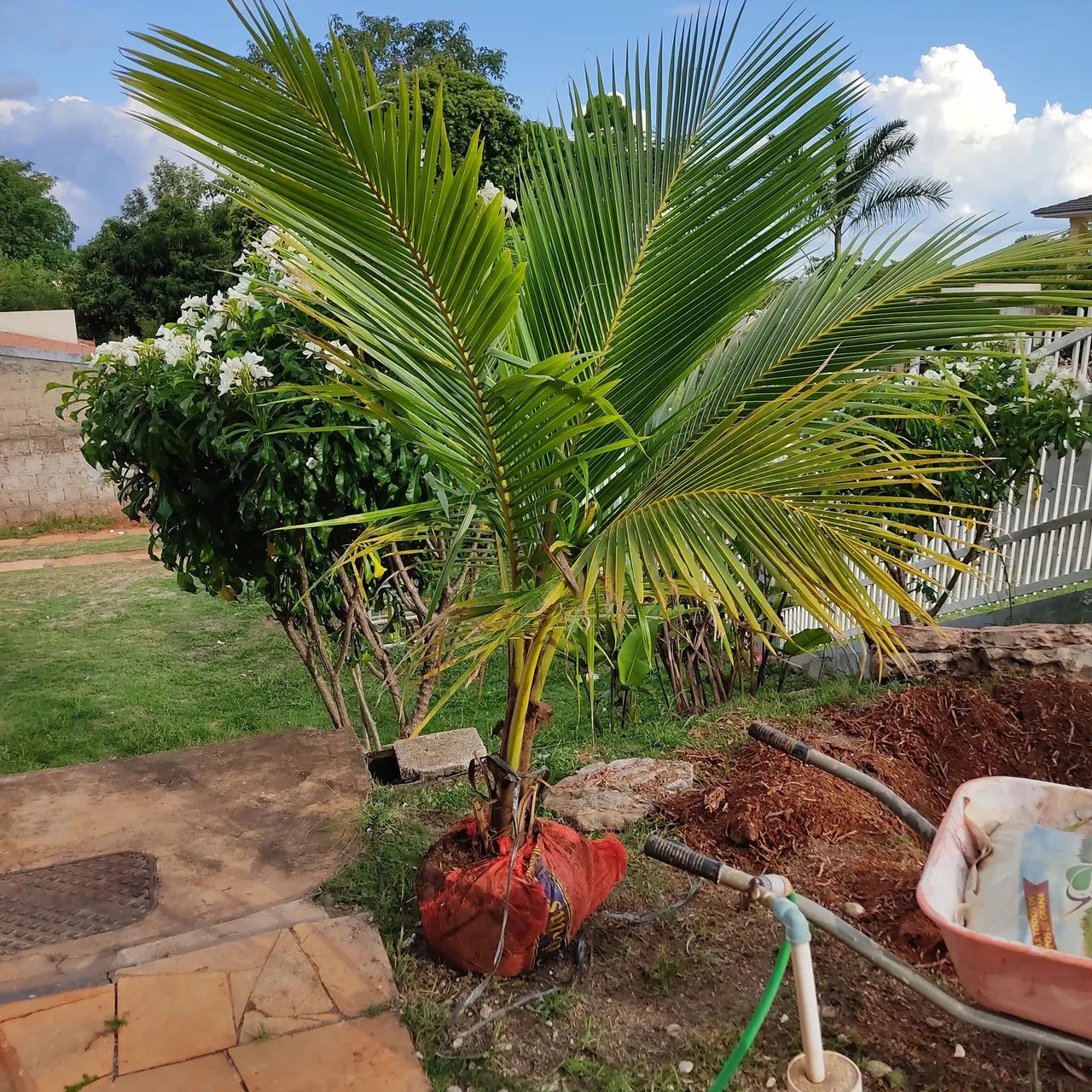 PALMEIRAS PARA ORNAMENTAÇÃO 