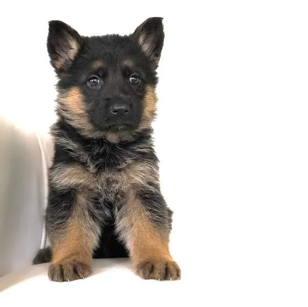 Pastor Alemão Filhotes com Pedigree e garantia de saude  - Foto 3