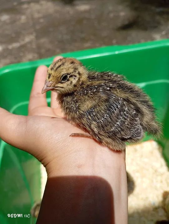 Codorninhas com 1 semana