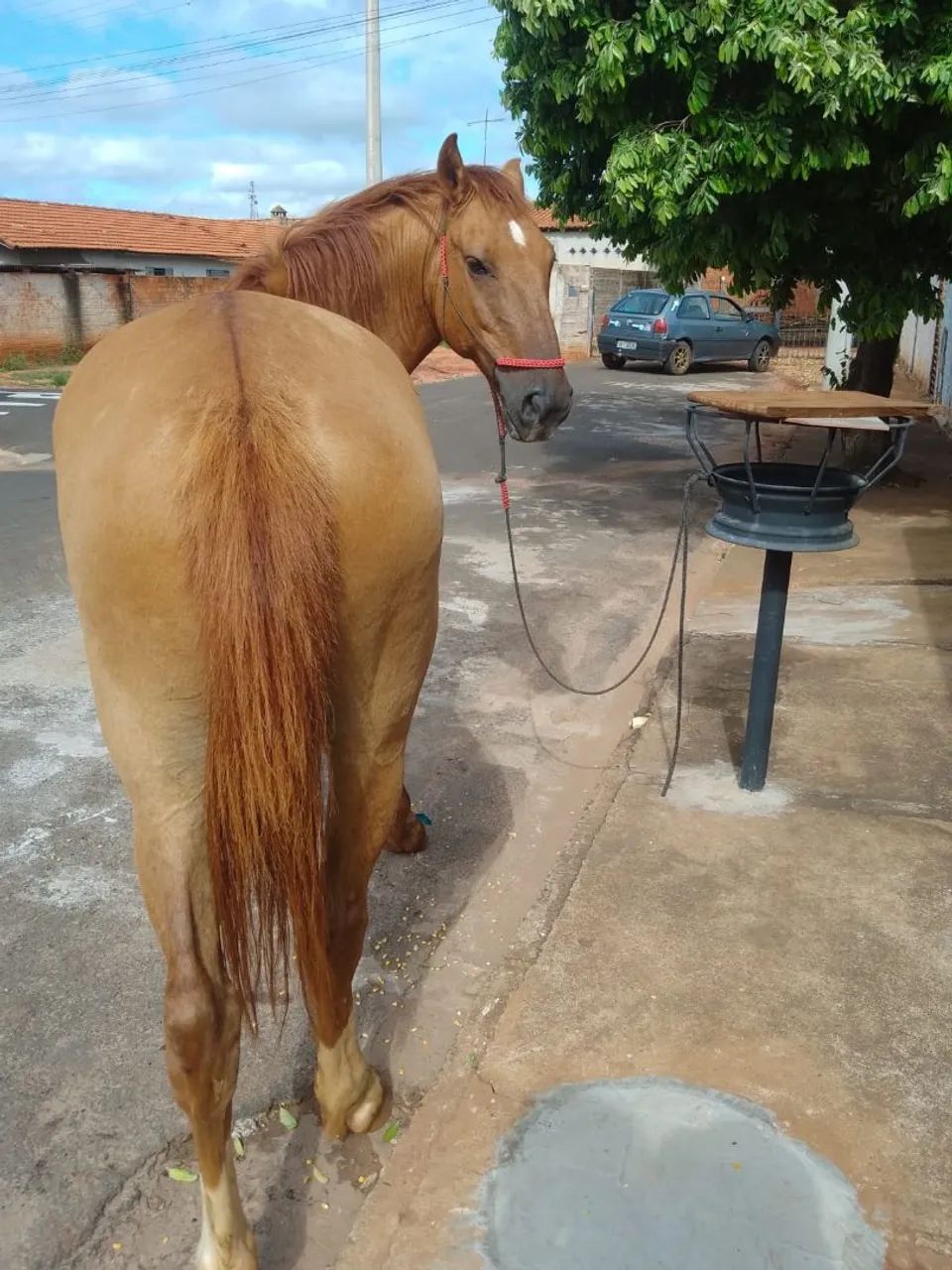 Cavalo manso  - Foto 3