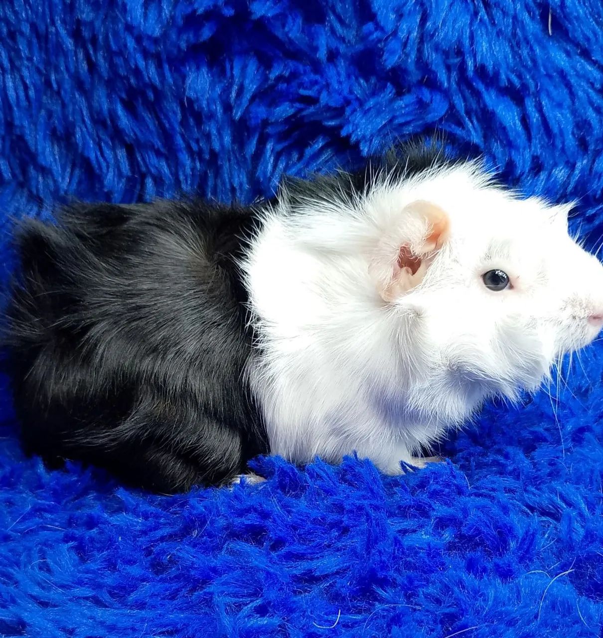 Porquinho da índia inglês, branco 