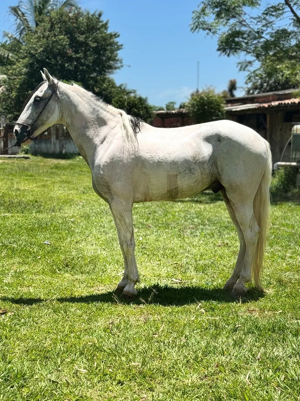 Cavalo pampa de tordilho - Foto 3
