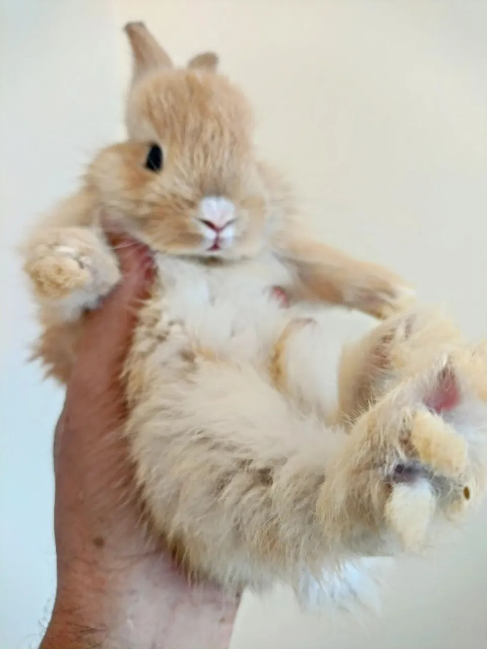 Míni Coelhos