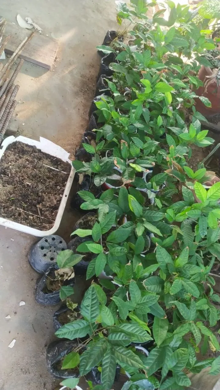 Mudas de Plantas Ornamentais - Rambutan