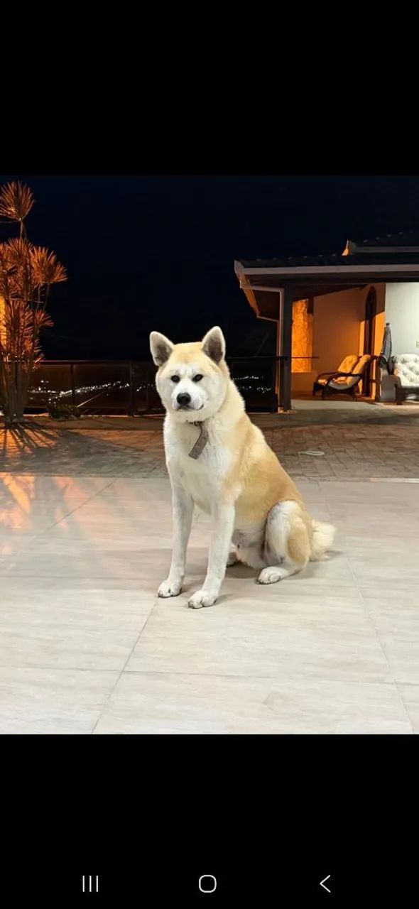 Akita Macho Castrado para Adoção  - Foto 2