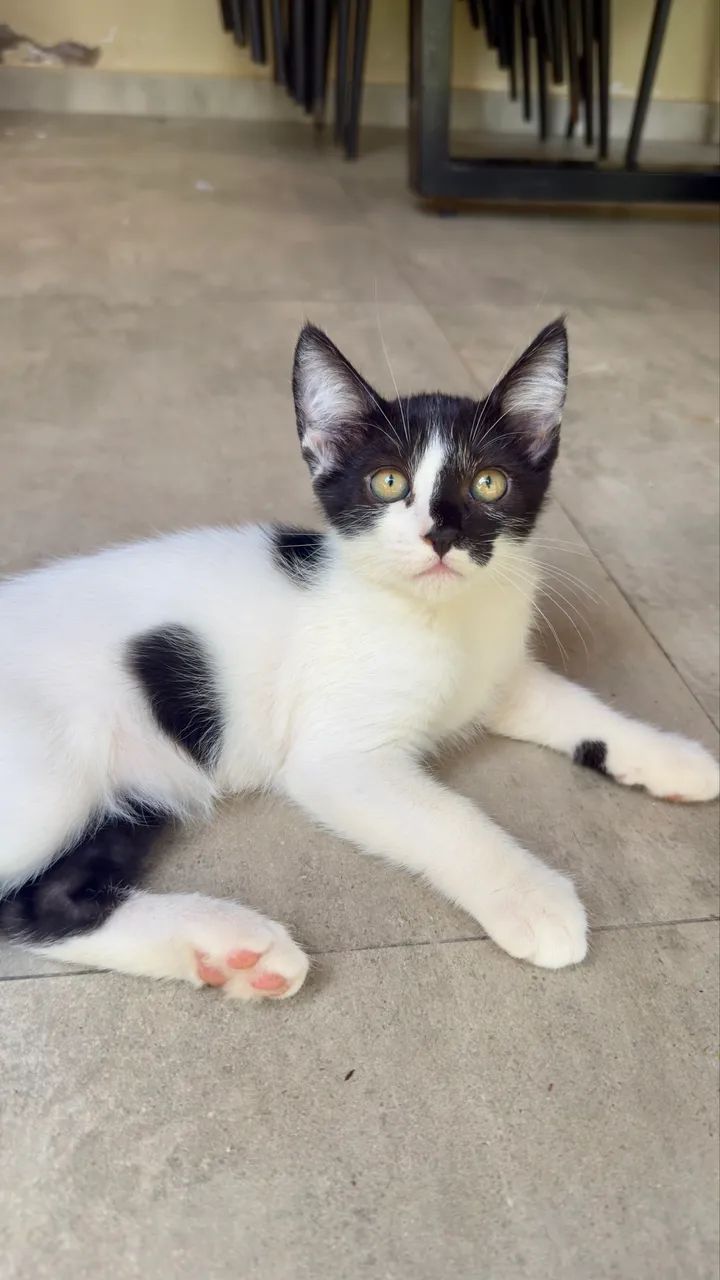 Lindos gatinhos para doação  - Foto 4