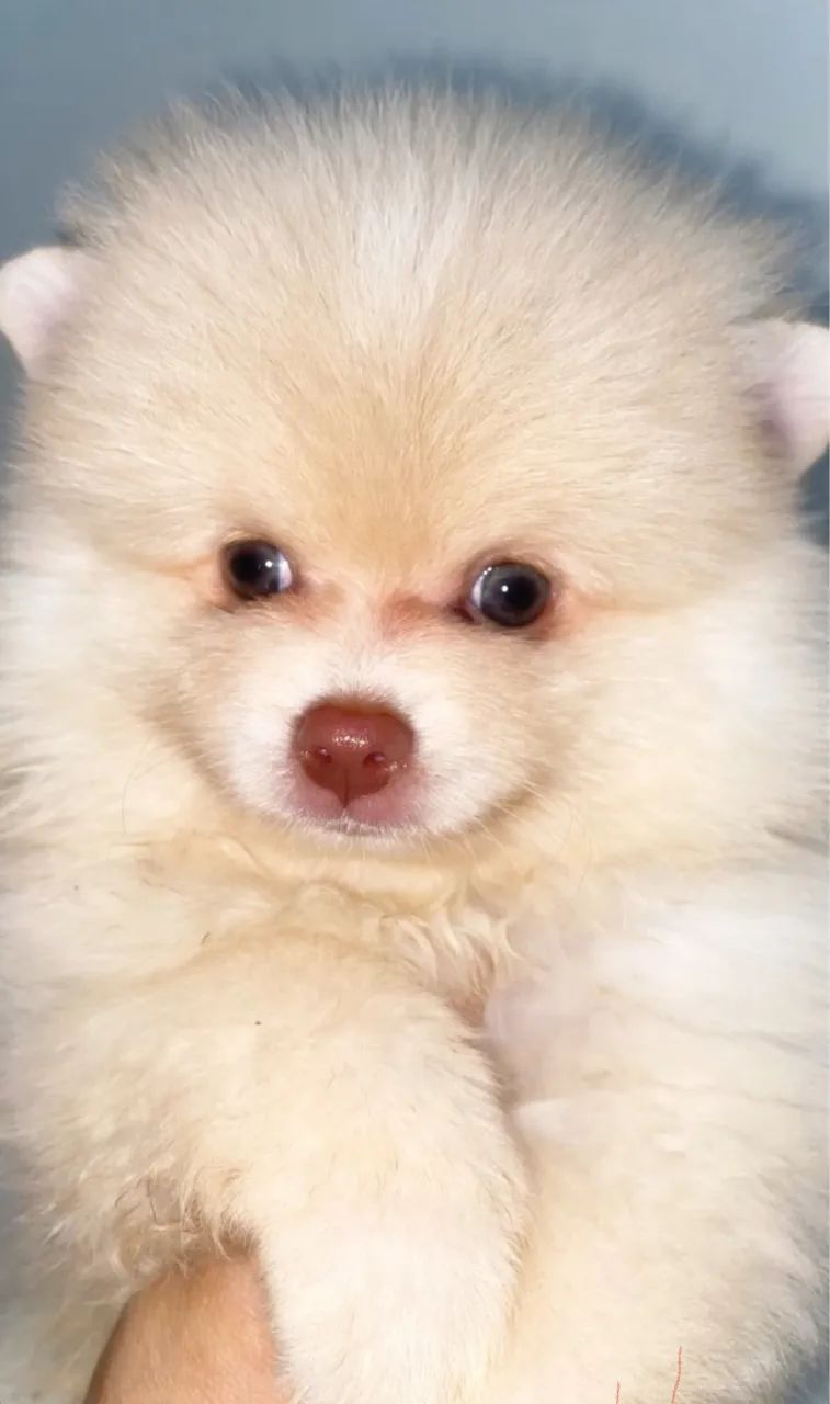 Cachorro Spitz Alemão