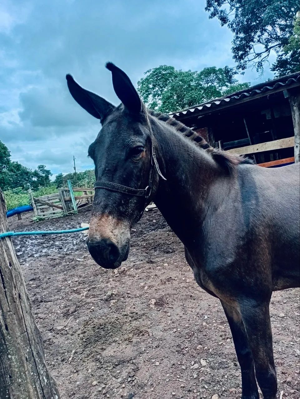 Burro marchador, manso de criança andar, aceita proposta  - Foto 2
