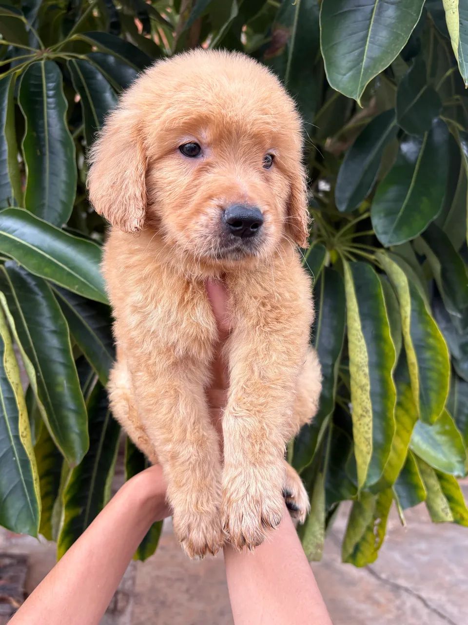 Golden retriever  - Foto 2