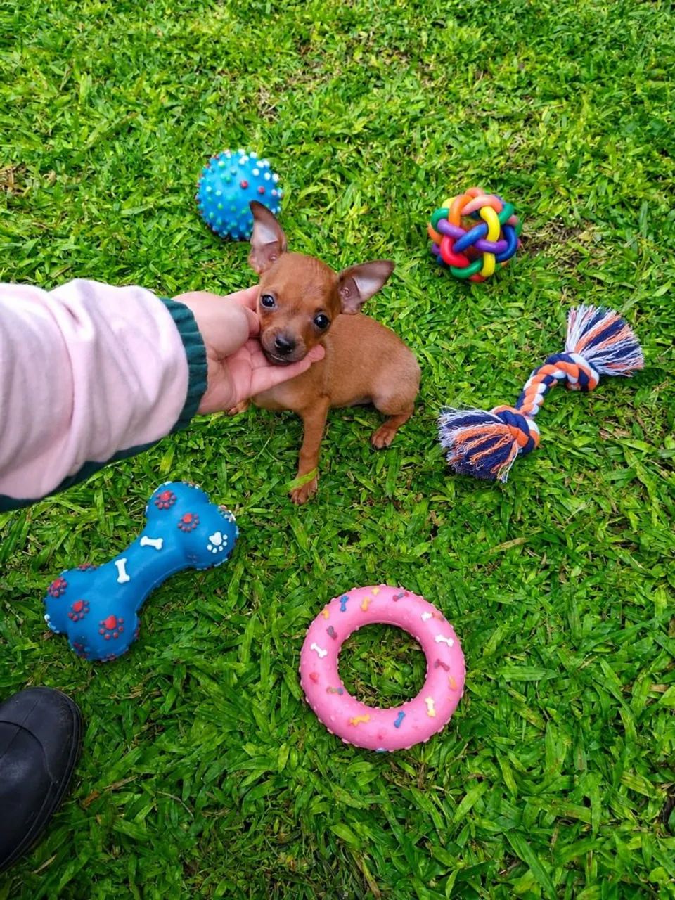 Pinscher machinho