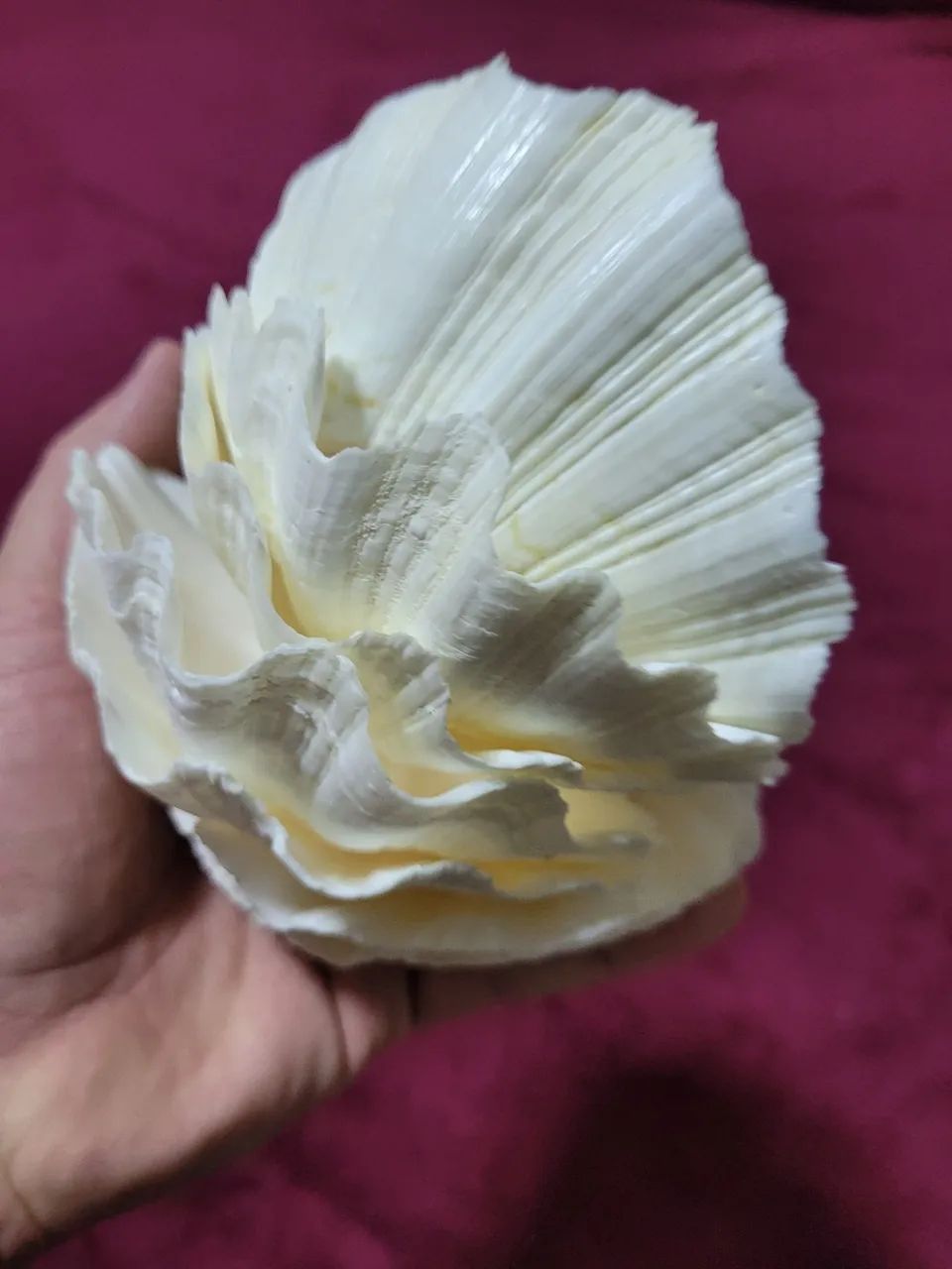Conchas Hippopus hippopus conjunto  - Foto 5