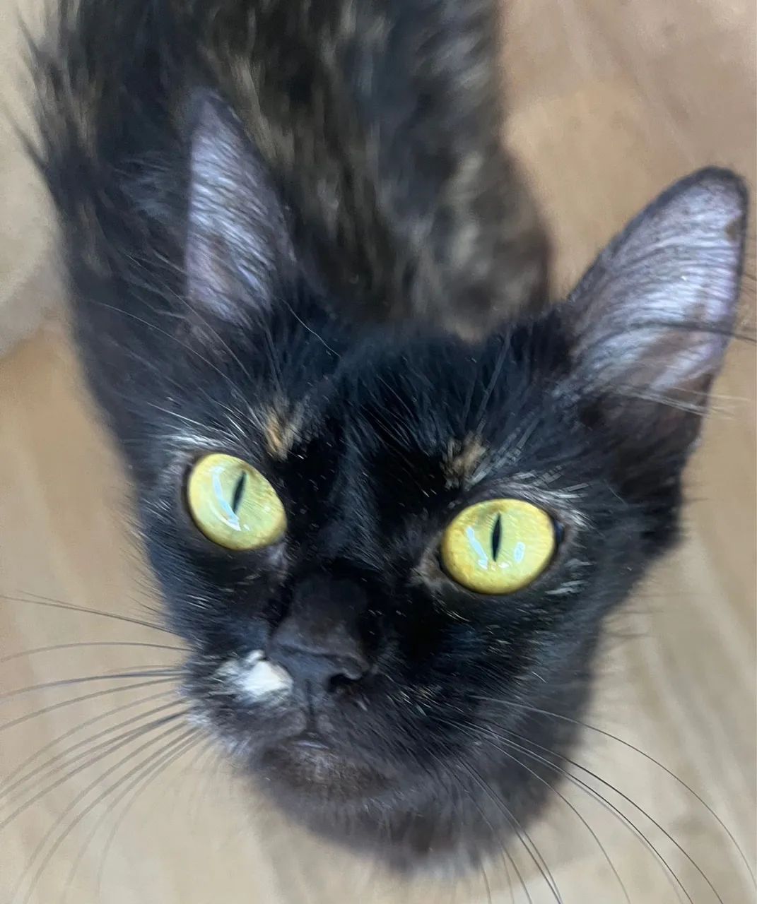 Gata para Doação - Já Castrada - Muito Carinhosa 