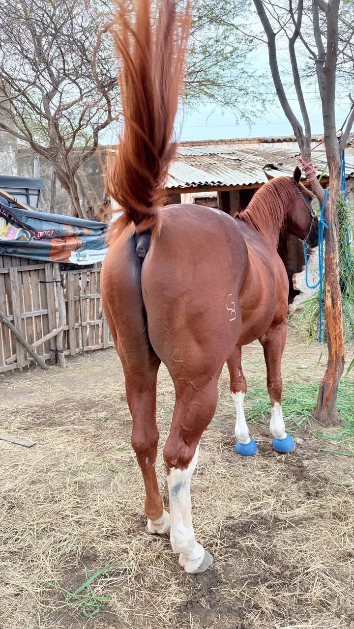 Cavalo quarto de milha vaquejada esquerda - Foto 4