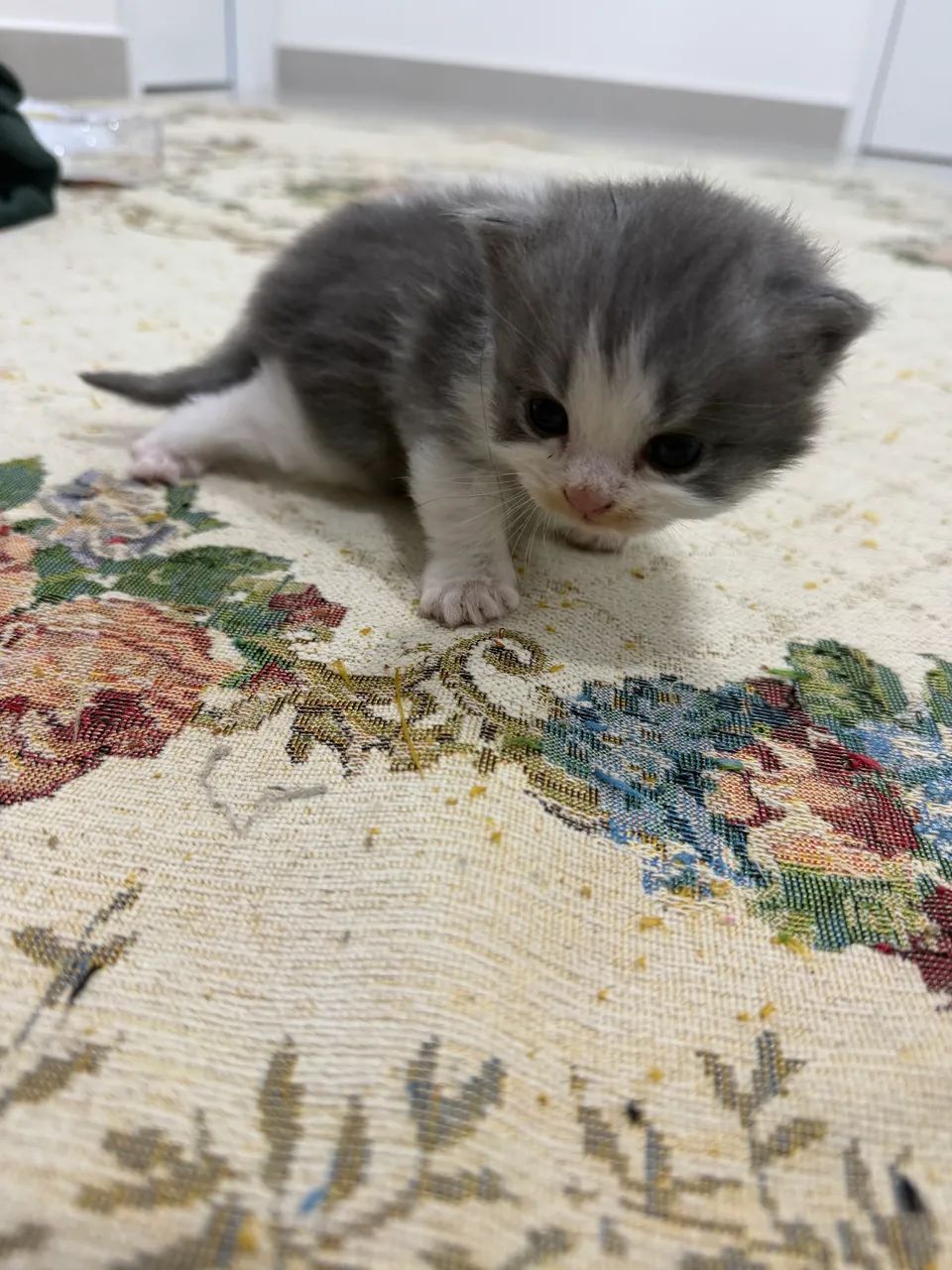 Gato persa  - Foto 2