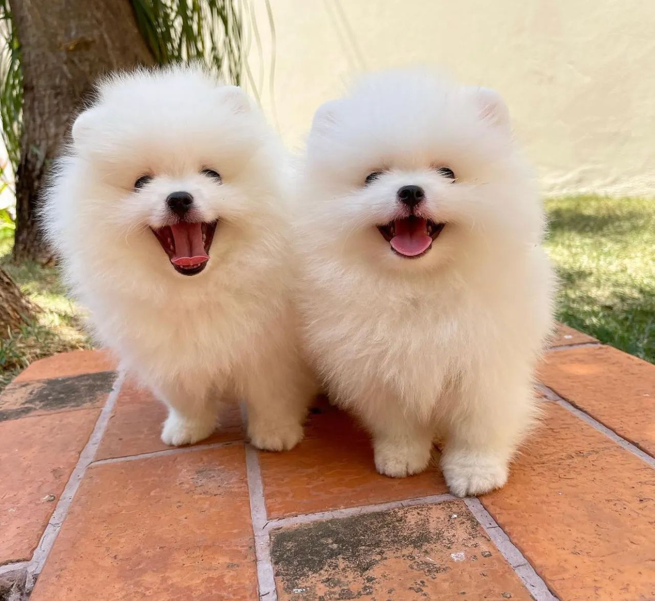 Lulu da pomerania branco neve ? parcelamos até 18  - Foto 6