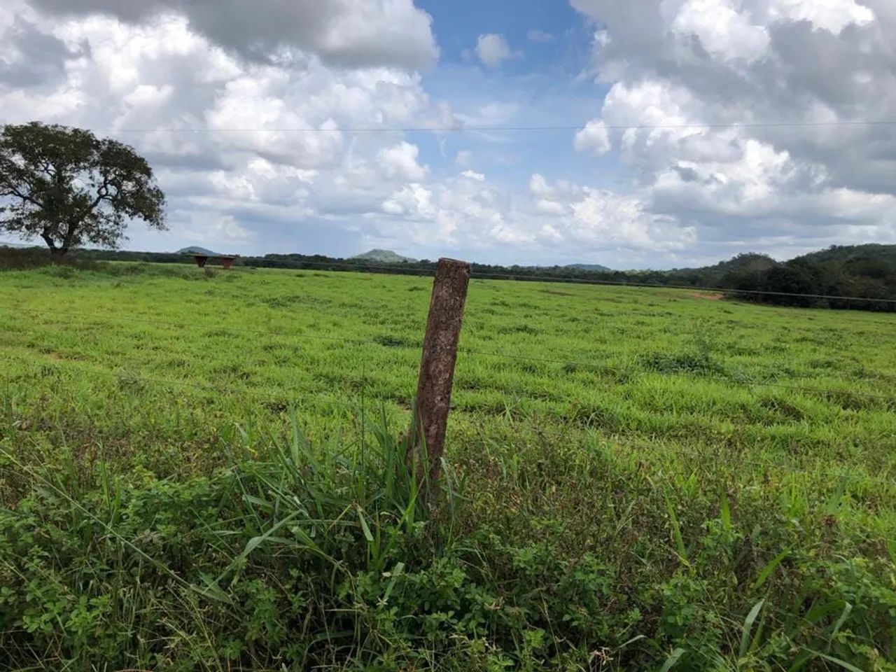 Fazenda em goiatins - Foto 5