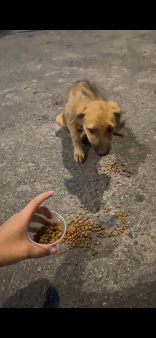 Cachorro  - Foto 2