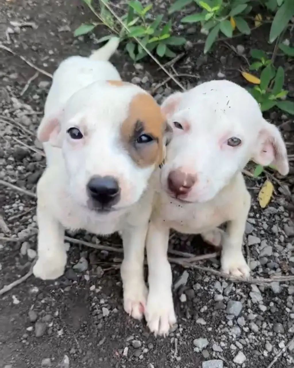 Doação de cachorro 