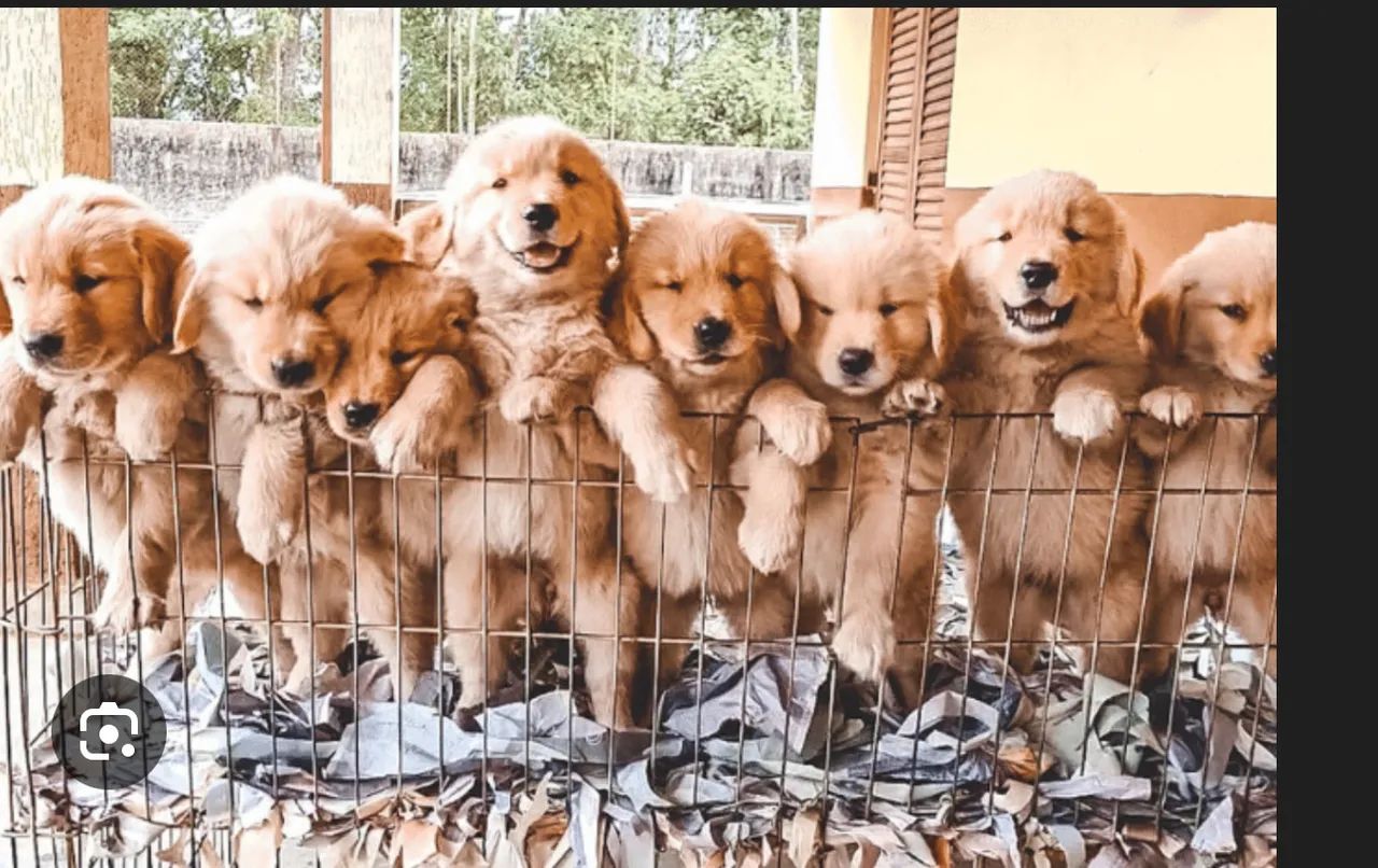 Doação de golden retrivier ( foto ilustrativa) 