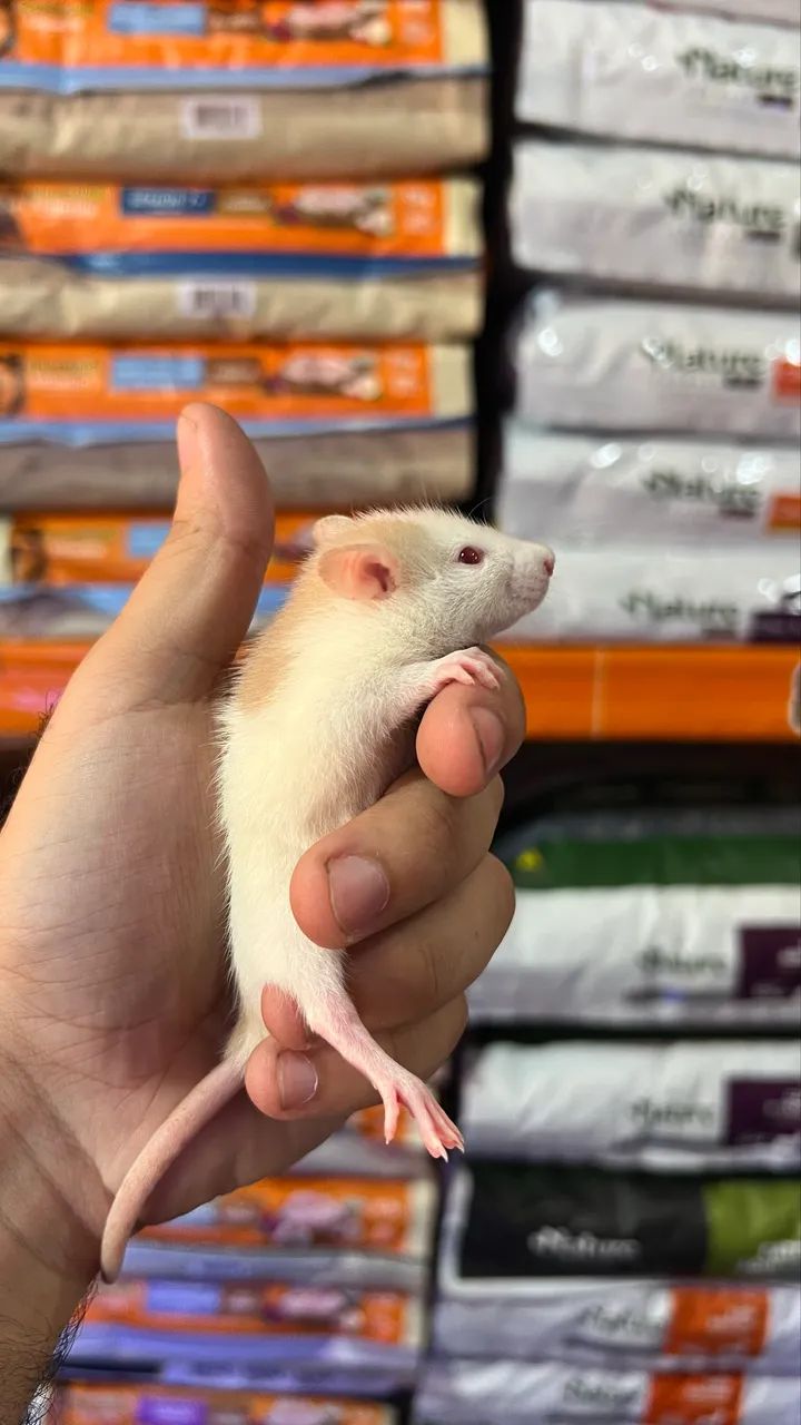Rato Twister dócil | Loja física  - Foto 4