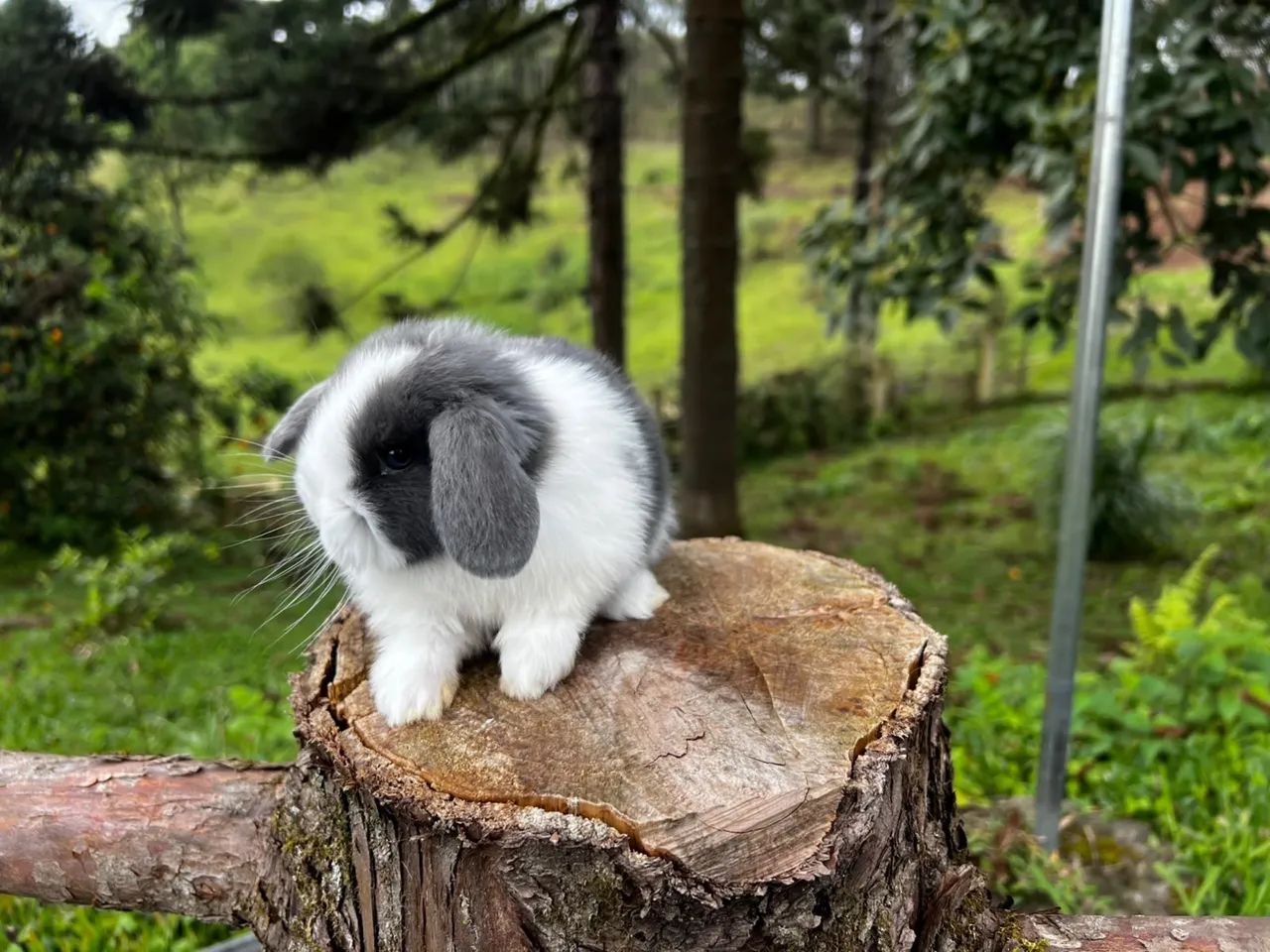 Mini lop  - Foto 2