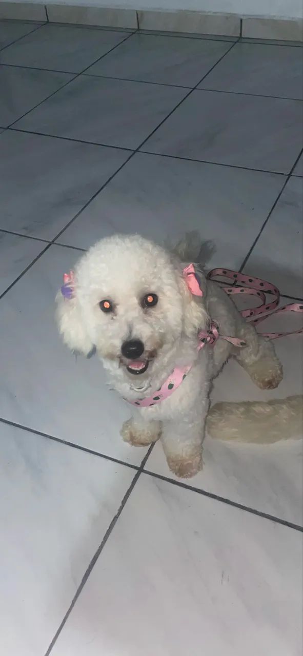 Poodles  - Foto 4
