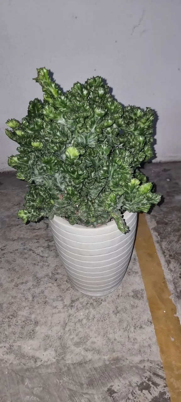 Cactos monstro - Foto 2
