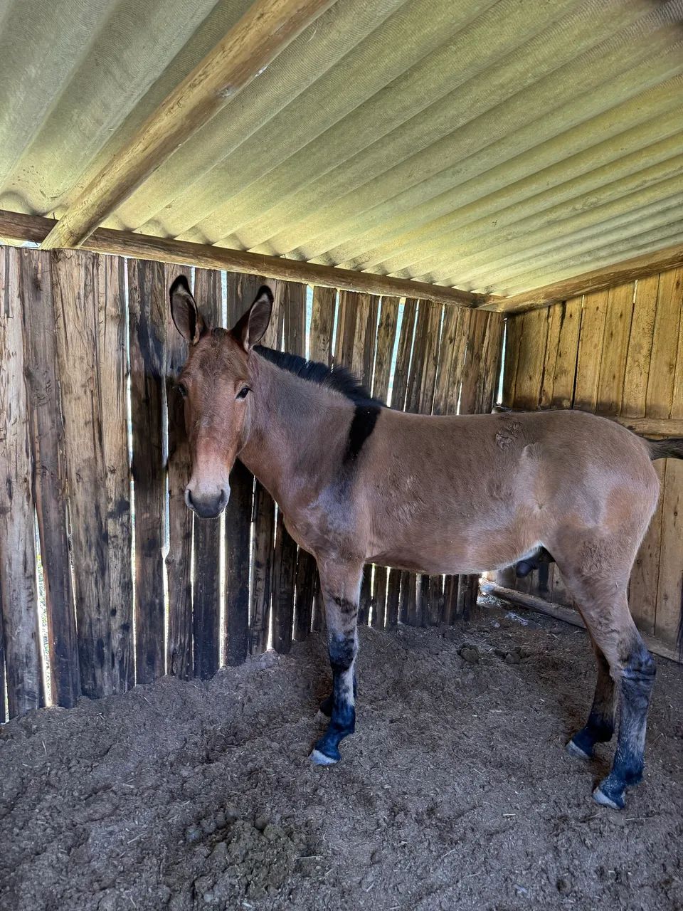 Burro chucro no ponto de doma