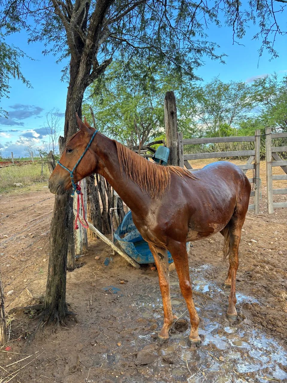 Potro QM/MM - Foto 3