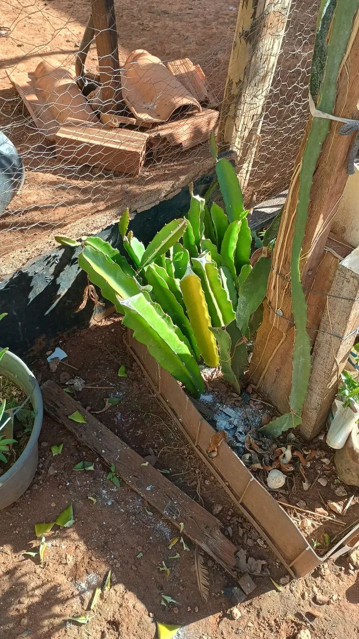 Pitaya autopolinável  - Foto 2