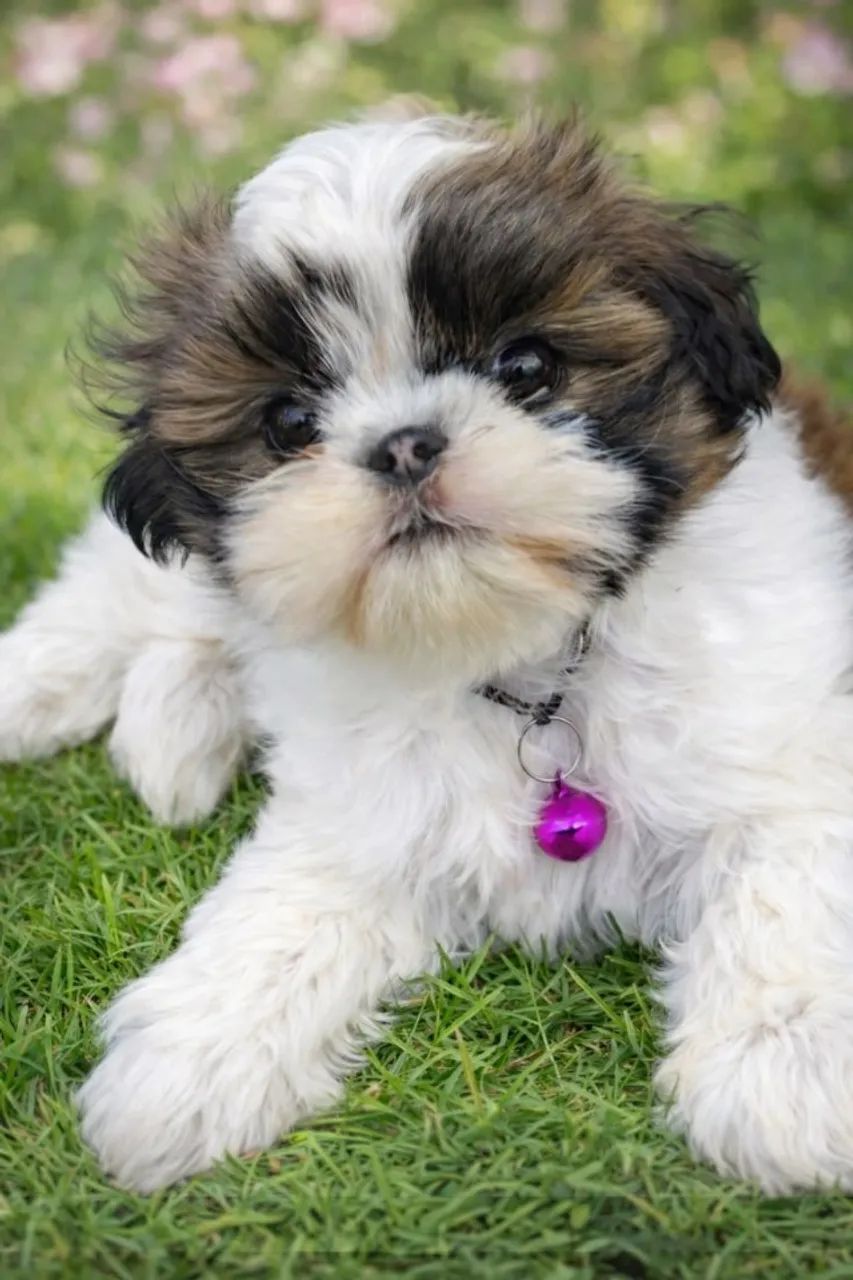 shih tzu pequenos e saudaveis  - Foto 4