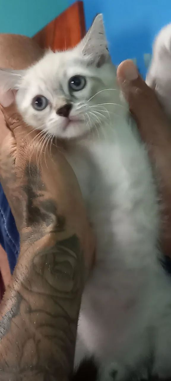 Adoção responsável  - Foto 2