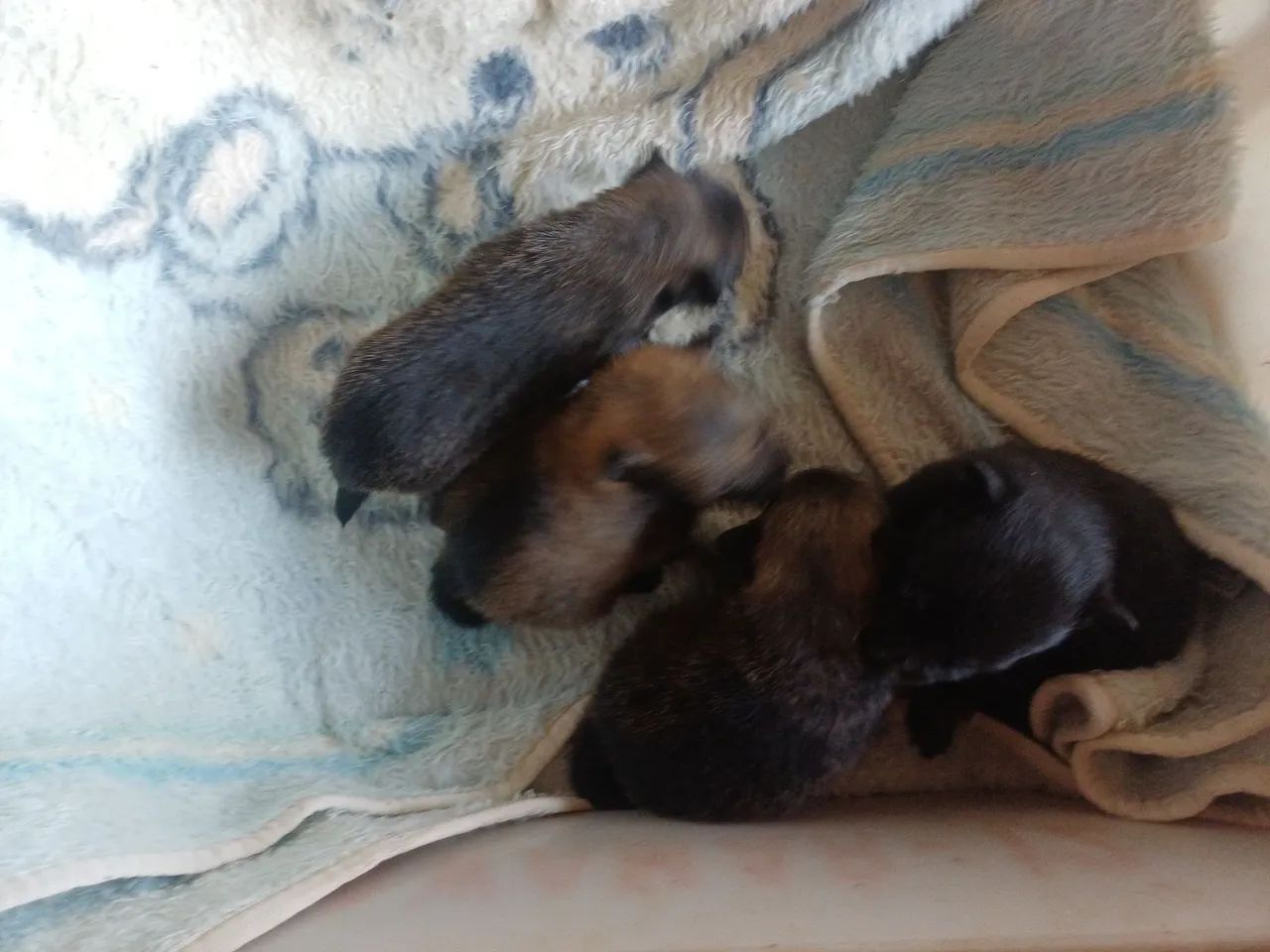 Animais de estimação 