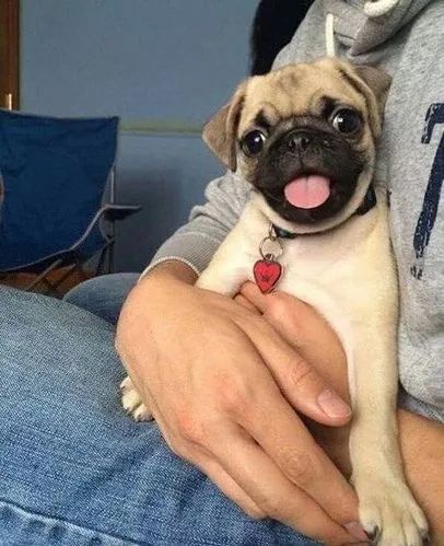 Pug Amor que se expressa em gestos