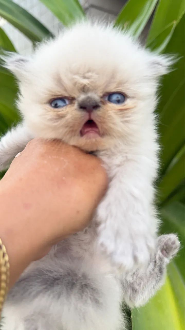Pets - Foto 3