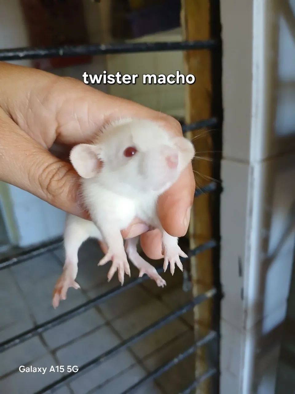 Rato twister nascido dia 26/07/2026 - Foto 4