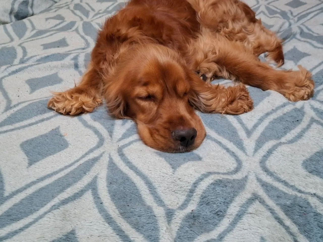 Cocker Spaniel - Foto 4