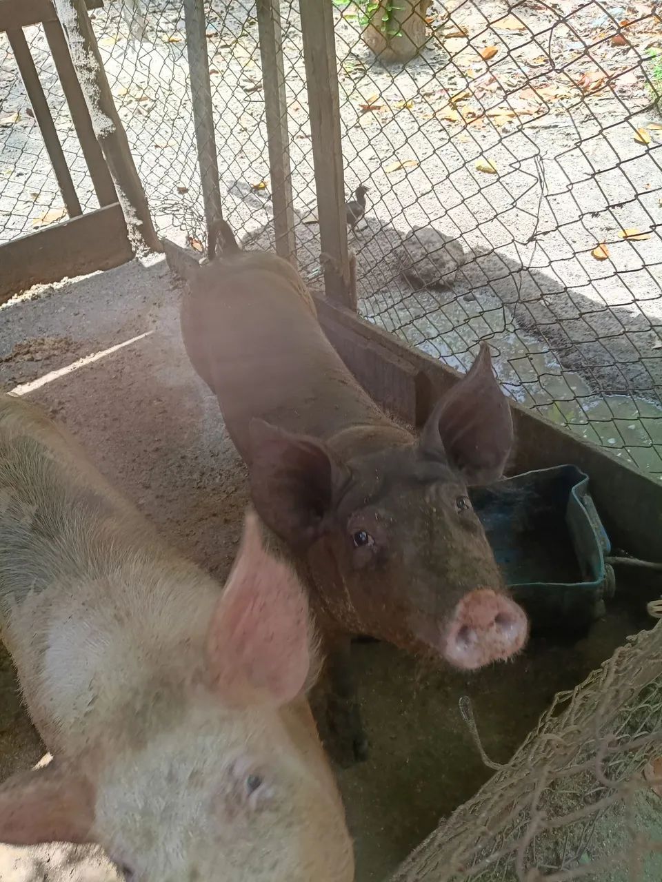 Porco  - Foto 2