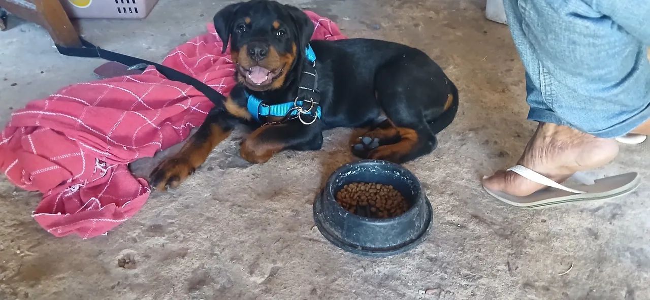 Rottweiler macho 780rs (pedigree]