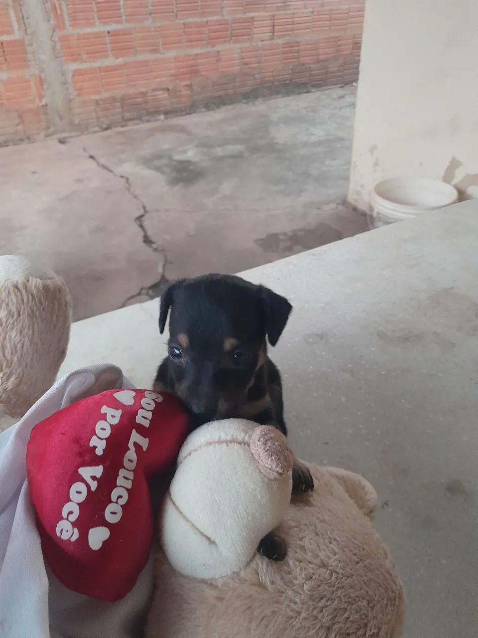 Cachorro  - Foto 4