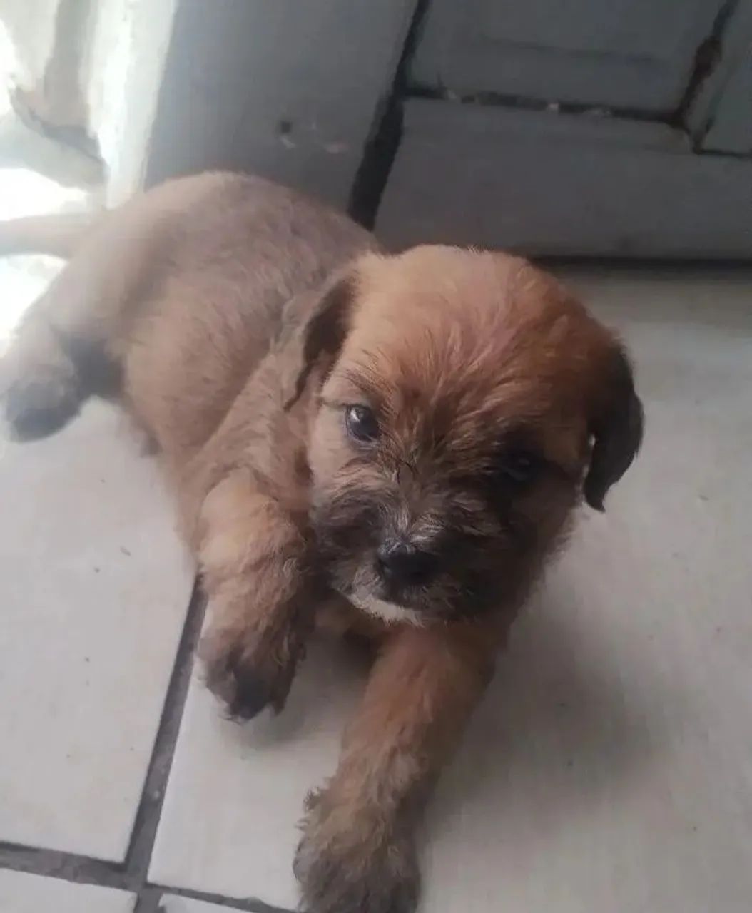 Baby Shitzu (filhote) 