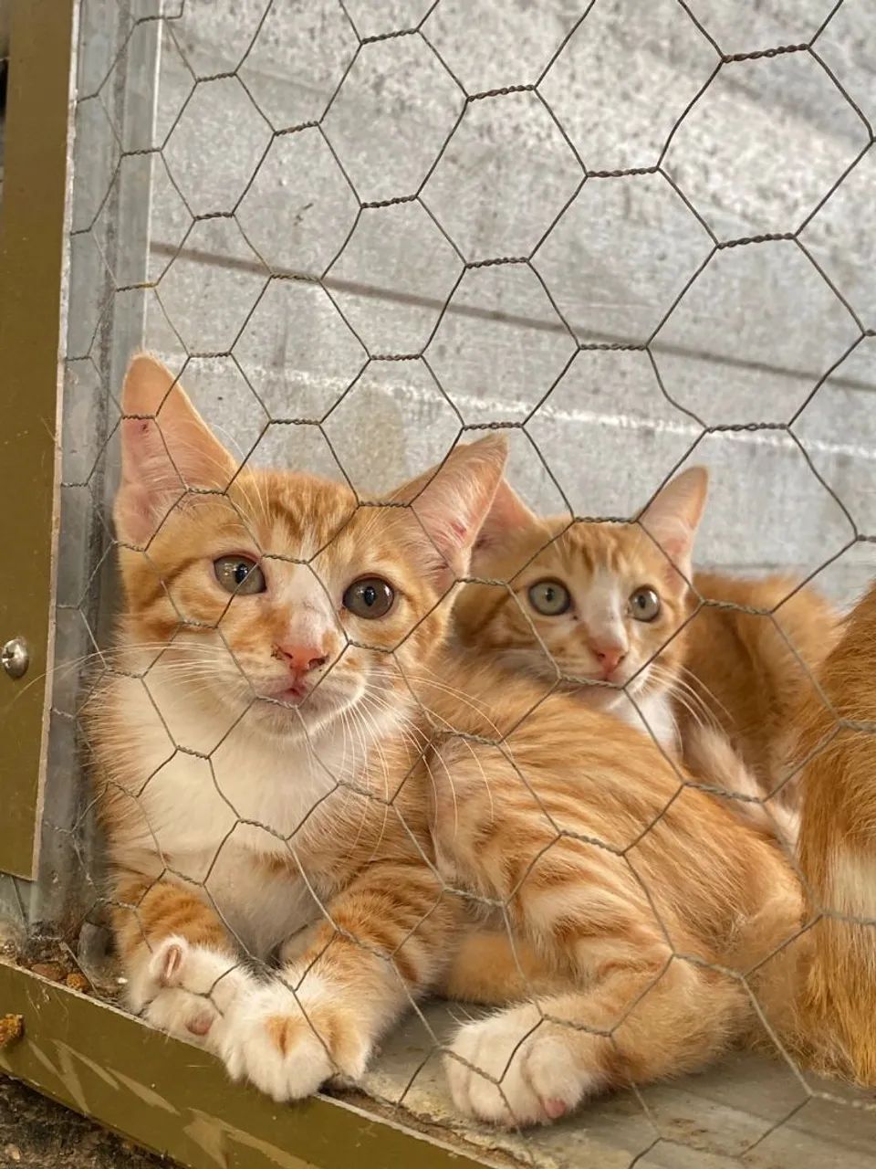 Gatinhos pra adoção 
