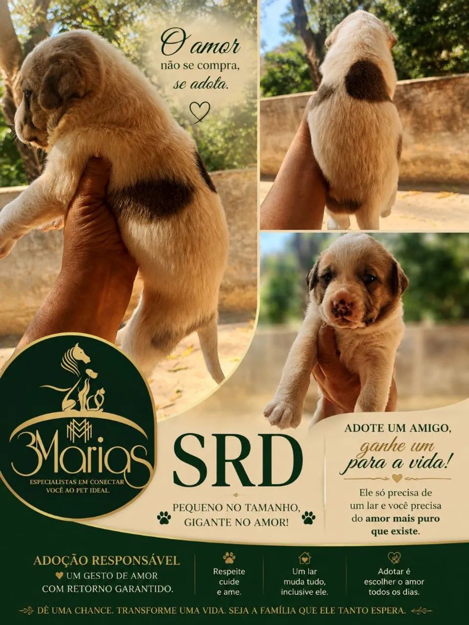 Lindos bbs SRD. - Foto 5