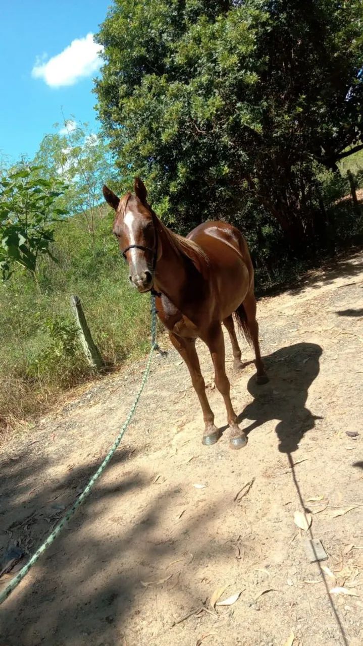 Vendo cavalo QM - Foto 2
