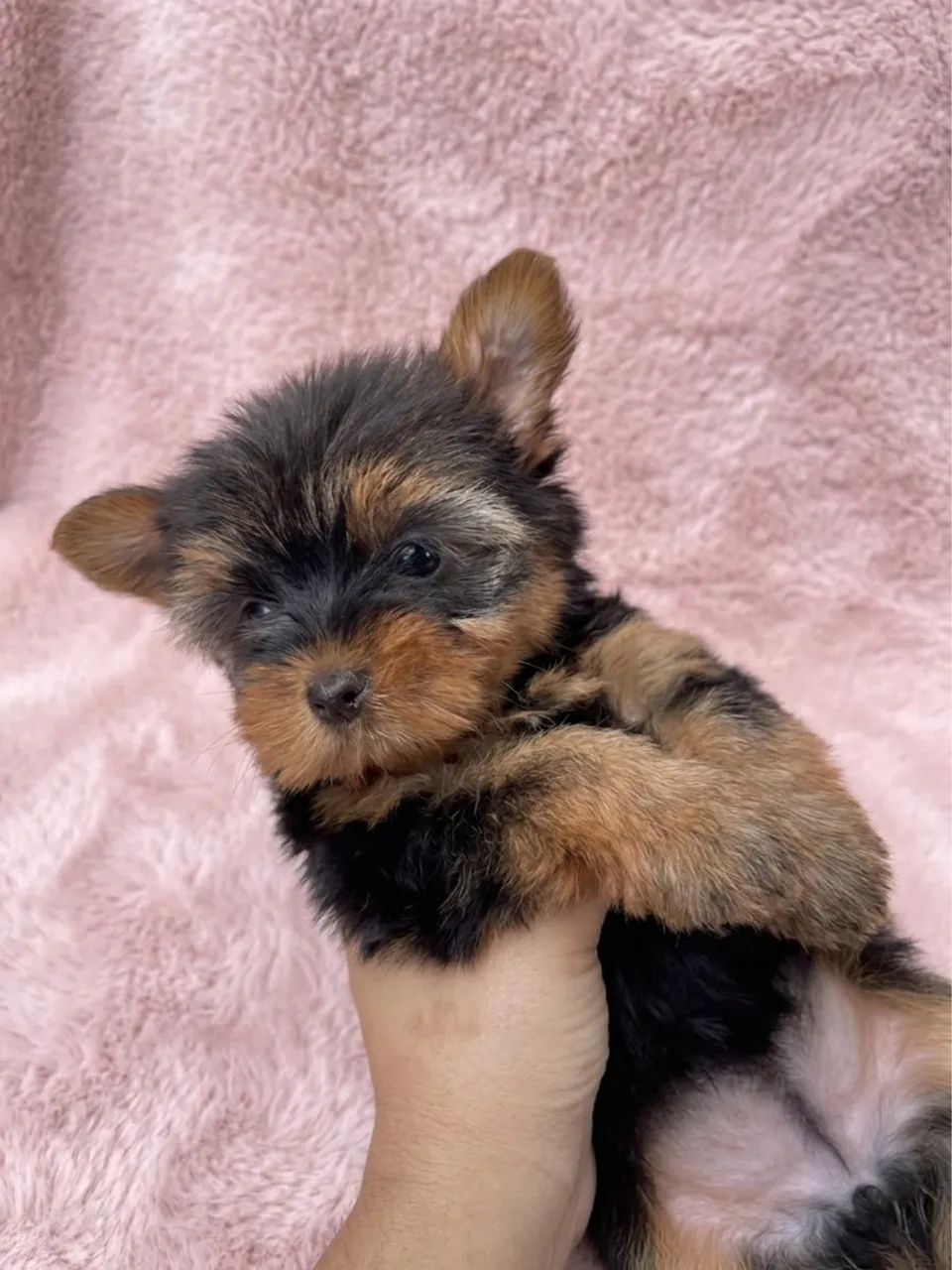 Yorkshire Terrier 