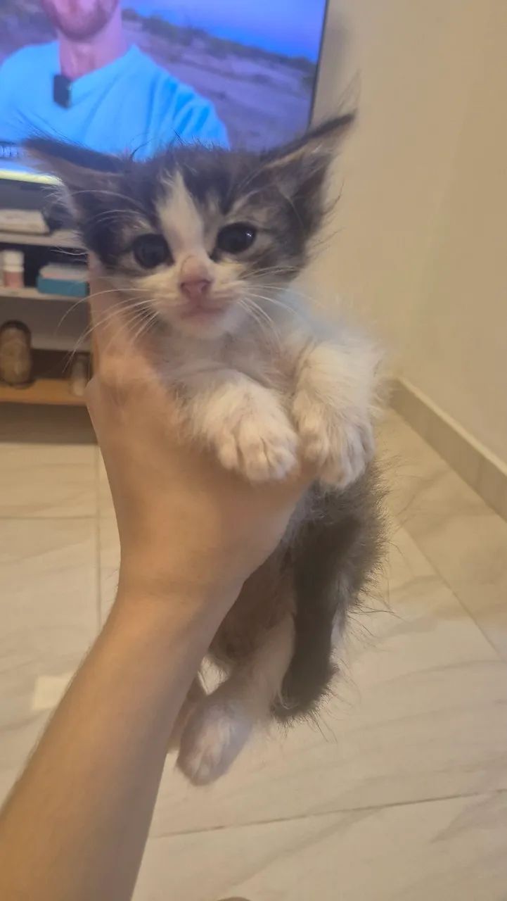 Gatos - Foto 4