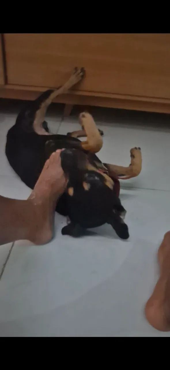 Doação cachorro  - Foto 5