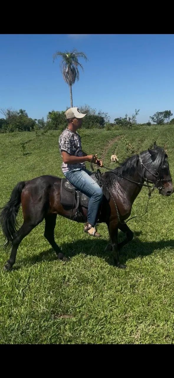 Cavalo mangalarga marchando  - Foto 3