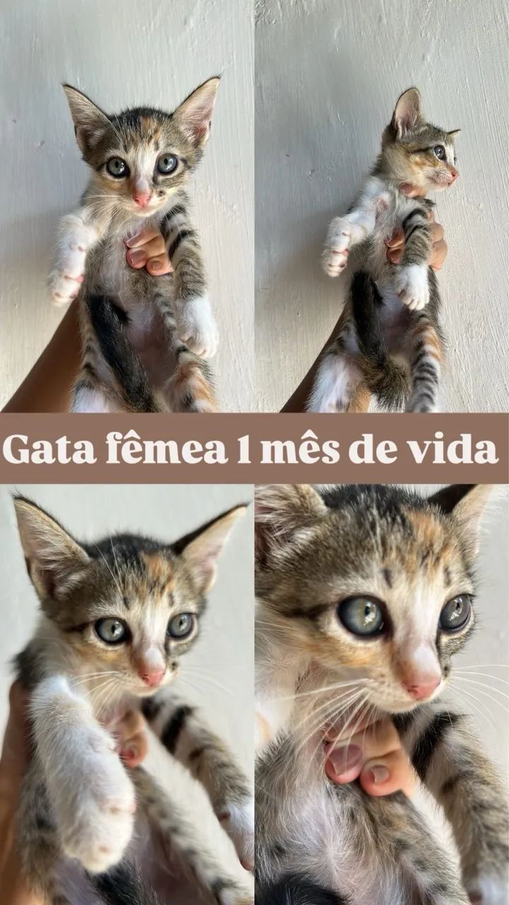 Gata fêmea 