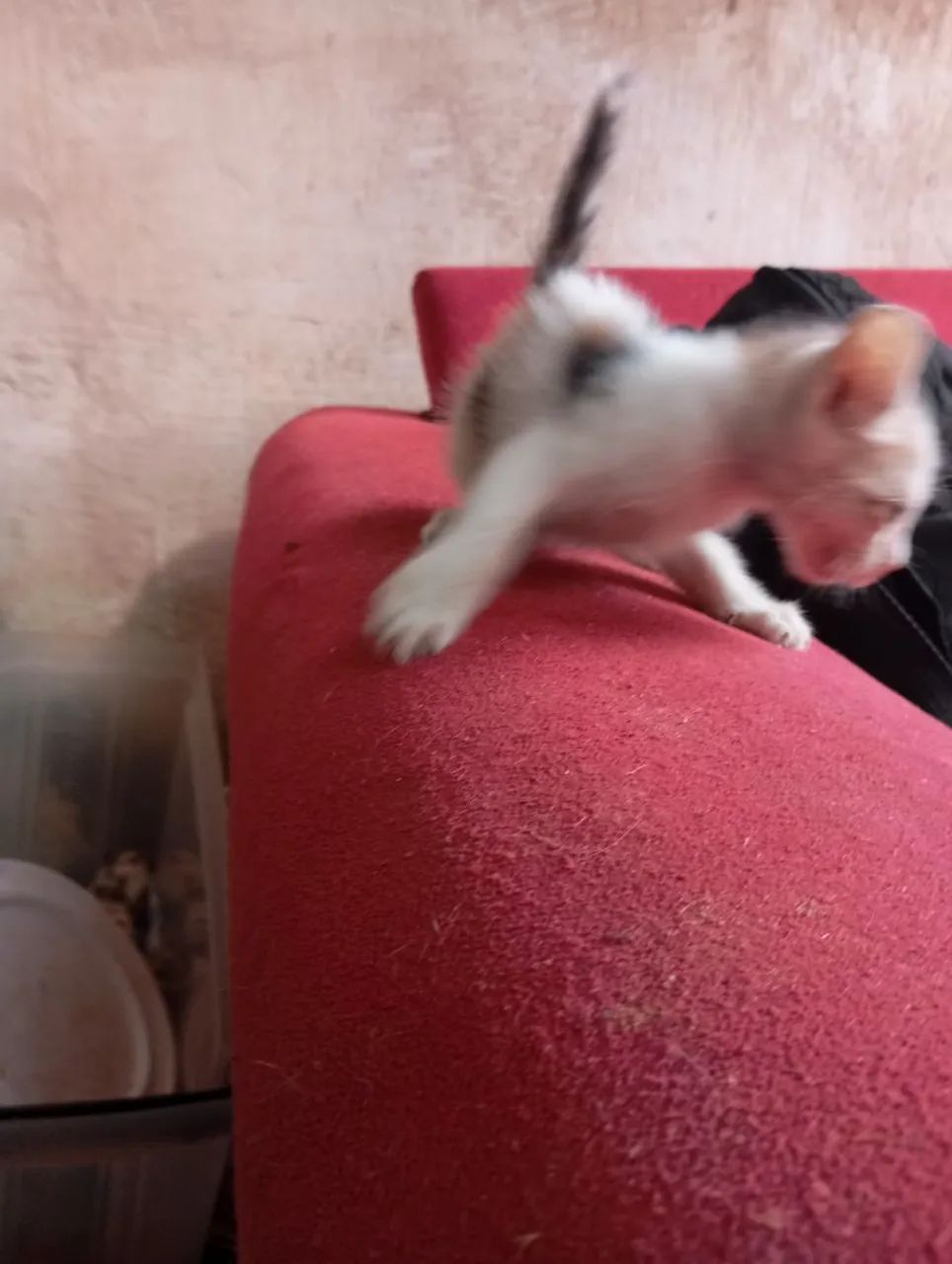 DOAÇÃO DE GATOS - Foto 5